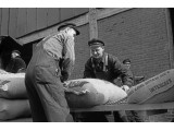 Hafenarbeiter beim Verladen von Kaffeesäcken (Hamburg 1964)