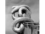 Aufstand der Gurken (1)